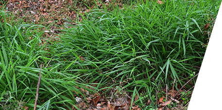 Wetlands Remediation